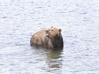 Про встречу с медведями: фальшфейер, аэрозоль и истории с Камчатки