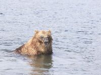 Про встречу с медведями: фальшфейер, аэрозоль и истории с Камчатки