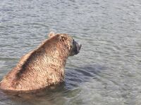 Про встречу с медведями: фальшфейер, аэрозоль и истории с Камчатки