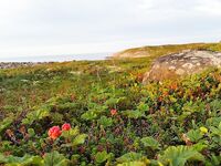 Никольская — Пежостров — Сидоров: белухи, мелко в отлив между Кишкиным и Керетью