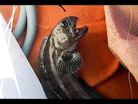 Белое море: ещё одна маленькая фото-вставка для разнообразия