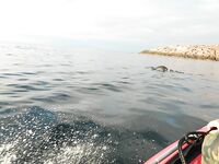 Белое море: ещё одна маленькая фото-вставка для разнообразия