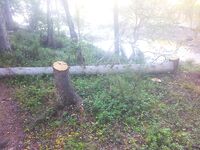 Стоянка как свалка: мусор, пиленные сосны и «сортир с видом на море»