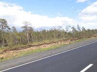 Обочины и «мясорубка»: как экскаватор валит кусты и щепу льёт