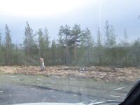 Обочины и «мясорубка»: как экскаватор валит кусты и щепу льёт