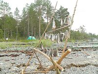 Сохранность улова: вяленая рыба — объедение на стоянке