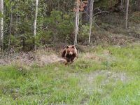 Белое море, Карелия: медведей видели трижды, у дороги снимали из окна