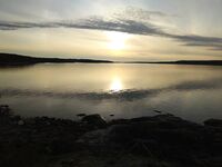 Белое море, Карелия: медведей видели трижды, у дороги снимали из окна