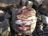 Белое море, Карелия: медведей видели трижды, у дороги снимали из окна