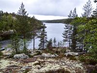 Белое море, Карелия: медведей видели трижды, у дороги снимали из окна