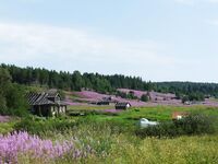 Заплыв Кереть — Борщовец: карты, «Кола», одна ямка и мидии с морской капустой