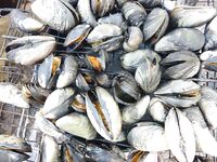 Заплыв Кереть — Борщовец: карты, «Кола», одна ямка и мидии с морской капустой