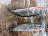 Большой Медведок, +30 и белуха: первый раз на Белом море, уловы и дороги