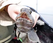 Большой Медведок, +30 и белуха: первый раз на Белом море, уловы и дороги