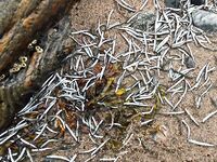 Сидоров, 5–15 августа: ловилось нормально, но озадачила рыба на отливе