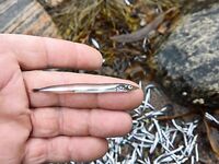 Сидоров, 5–15 августа: ловилось нормально, но озадачила рыба на отливе