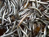 Сидоров, 5–15 августа: ловилось нормально, но озадачила рыба на отливе