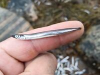 Сидоров, 5–15 августа: ловилось нормально, но озадачила рыба на отливе