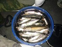 Белое море, Карелия — Никольская губа и «моя банка» к о. Шарапиха, глубже 100 м