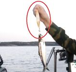 Снасть из обсуждения: похоже на кальмаровую или нет, коллеги?