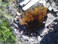 Пежостров 10–20 июля: стоянка топ, гадюка в избе и рыба у луд