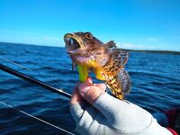 Блестяшки 40+, чебурашки тяжелее и силиконовые звери — что клюёт