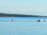 Блестяшки 40+, чебурашки тяжелее и силиконовые звери — что клюёт