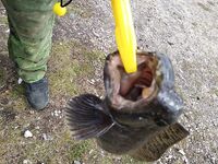 Честный отчёт: клев слабый, но трофеи были — база, егеря, еда