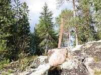 Никольская неделя: треска до двух, медведь у костра и «смотроскоп»