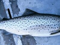 Пустая строка настроения — ветер сменится и мы снова пойдём