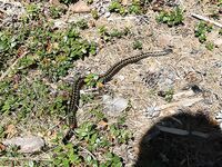 Эти красавицы — здешние обитатели, встречаются часто