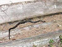 Эти красавицы — здешние обитатели, встречаются часто