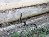 Эти красавицы — здешние обитатели, встречаются часто