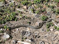 Эти красавицы — здешние обитатели, встречаются часто