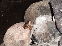 «Слон на палатку» оказался лягушками — ночные сказки у костра