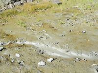 «Слон на палатку» оказался лягушками — ночные сказки у костра