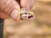 Много воды — много змей: селигерский флэшбек и клюёт отмено