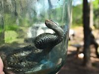 Много воды — много змей: селигерский флэшбек и клюёт отмено