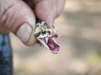 Много воды — много змей: селигерский флэшбек и клюёт отмено