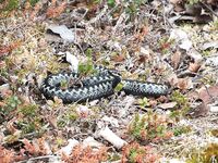Встреча с гадюкой на Сидорове, без паники — унесли в лес