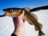 Свежая вкуснятина на столе — короткая пауза в палаточном быту