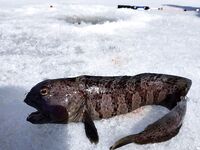 Прилив, 40 см рыхлого льда и самодельная блесна на 12–18 м