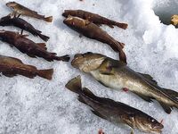 Прилив, 40 см рыхлого льда и самодельная блесна на 12–18 м