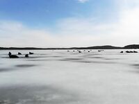 Дроны, тюлени и сельдь в Чупинской губе — кадры без реакции