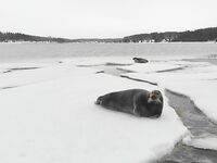 Дроны, тюлени и сельдь в Чупинской губе — кадры без реакции