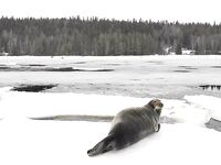 Дроны, тюлени и сельдь в Чупинской губе — кадры без реакции