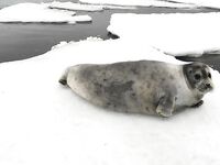 Дроны, тюлени и сельдь в Чупинской губе — кадры без реакции