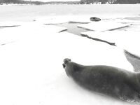 Дроны, тюлени и сельдь в Чупинской губе — кадры без реакции