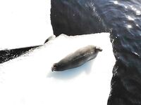 Толстяк попался — улыбка на фото и жарёха к ужину