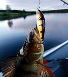 Высокая вода на озере рядом: сети сожгли, рыбу отпустили